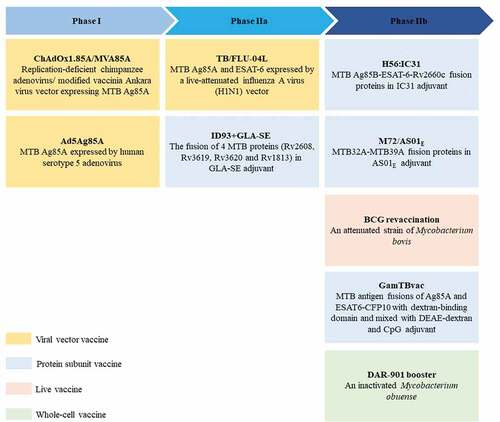 Figure 3. BCG booster vaccine candidates in clinical development. There are currently 9 BCG booster candidates in clinical development, including viral vector vaccines, protein subunit vaccines, live attenuated vaccines, and whole cell vaccines 69–77. The stage of clinical development of vaccine candidates is inferred from data available at ClinicalTrials.gov. Abbreviation: TLR = toll-like receptor.