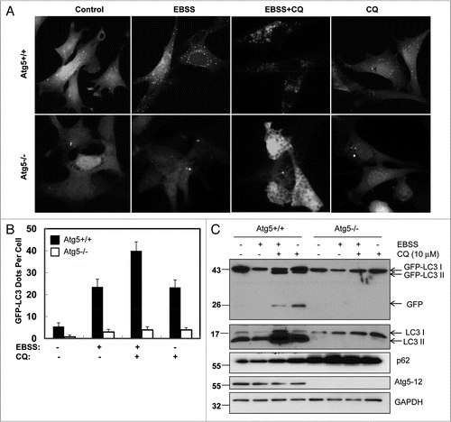 Figure 5 CQ induced free GFP fragments requires classical autophagy machinery. (A) Wild-type and Atg5-/- MEF cells were infected with adenovirus GFP-LC3 (100 viral particle per cell) for 24 hrs. The cells were then cultured in regular culture medium (control) with or without CQ (10 µM), or subjected to starvation in EBSS buffer in the absence or presence of CQ for 6 hrs. Live cell images were obtained using a Nikon Eclipse 200 fluorescence microscope. (B) Cells were treated as in (A) and the number of GFP-LC3 dots per cell was quantified. Data (mean ± SD) are representative of at least three independent experiments. (C) Cells were treated as in (A) and total lysates were prepared and subjected to immunoblot analysis.