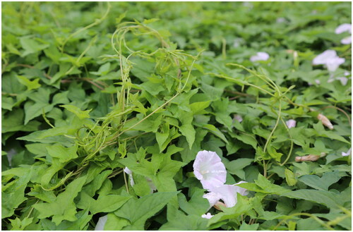 Figure 1. Species reference image of C. hederacea. The photo was taken by Lin Li at the germplasm resource nursery of Enshi Tujia and Miao Autonomous Prefecture Academy of Agricultural Sciences, Hubei Province, China, in September 2023.