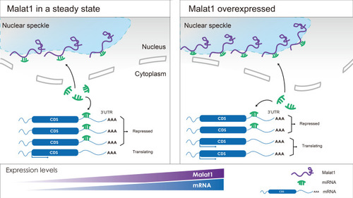 Figure 3 A visual description of Malat1 serving as a competing endogenous RNA (ceRNA). While enriched in the nuclear speckles, Malat1 can affect the expression of certain mRNAs which share the same MREs by competitively binding with specific microRNAs.