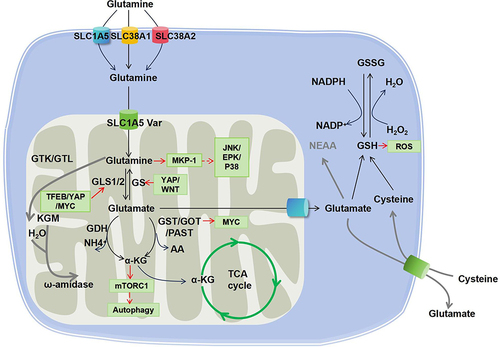 Figure 1 Glutaminolysis cascade and the interlinked signaling pathways. Glutamine is taken up into the cytosol by membrane transporters SLC1A5, SLC38A1 and SLC38A2. Afterwards, glutamine is transported to the mitochondrial matrix by SLC1A5 variants and further converted to glutamate by GLS, which is a rate-limiting reaction of glutaminolysis. Glutamate is then catalyzed by either GDH or transaminases (GOT, GST, or PAST) to generate α-KG. Besides, glutamine can also be metabolized by glutaminase II pathway mediated by enzymes including GTK (or GTL) and ω-amidase, as highlighted by the red line. Consequently, α-KG enters the TCA cycle. In addition, glutamate can be exported to the cytoplasm to participate in the glutathione metabolism (GSH/GSSG redox reaction).