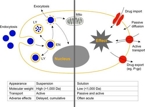 Figure 1 Interactions of cells with small molecules and nanoparticles.Notes: Schematic representation of a eukaryotic cell and its interaction with nanoparticles (left part of picture) and small molecules (right part of picture). Interactions with nanoparticles are preceded by active cellular uptake leading to intracellular accumulation. Acute effects induced by small molecules are a consequence of both active and passive cell membrane permeation. Endocytosis leads to uptake of particles into endosomes (EN) and lysosomes (LY), followed by lysosomal degradation. Endosomal escape may lead to accumulation of particles in the cytoplasm or within mitochondria (Mito).Abbreviations: EN, endosomes; LY, lysosomes; Mito, mitochondria; P-gp, P-glycoprotein.