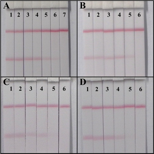 Figure 7. Lateral-flow ICA strip analysis. (A). Sensitive detection with STG standards: 1. 0; 2. 0.025; 3. 0.05; 4. 0.1; 5. 0.25; 6. 0.5; 7. 1; (B). The wheat sample analysis: 1. 0; 2. 0.6; 3. 1.2; 4. 3; 5. 6; 6. 12 ng/g; (C). The maize sample analysis: 1. 0; 2. 0.6; 3. 1.2; 4. 3; 5. 6; 6. 12 ng/g; (D). The rice sample analysis: 1. 0; 2. 0.6; 3. 1.2; 4. 3; 5. 6; 6. 12 ng/g.