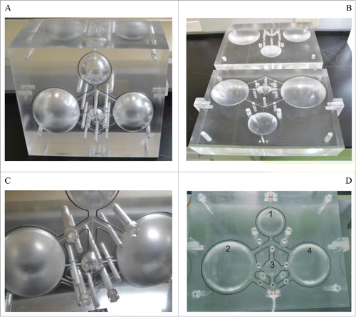 Figure 1. The 2 halves of each acrylic cube: (A) top view of the assembled phantom, (B) split into the completed halves, (C) close-up view of the valve pole in the middle of the ditch between the spherical chambers, and (D) spherical chambers labeled as regions of interest (ROI) (1)–(4).