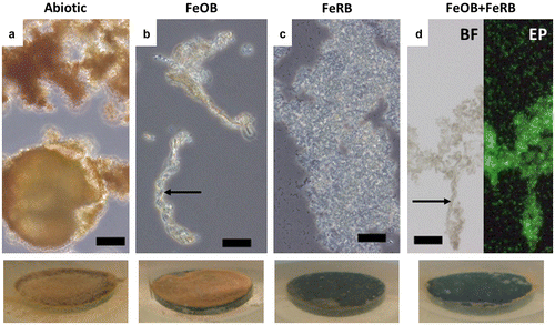 Figure 5. Light microscope images of biofilms/corrosion products after 14 d exposures in amended ASW with and without additions of FeOB Mariprofundus sp. DIS-1 and FeRB S. frigidimarina. Associated macroscopic images of surfaces of CS (1.59 cm diameter) in situ after 14 d are shown at the bottom. Abundant orange iron oxides were present in the abiotic controls (a), but cells were not observed in this treatment. Cells were observed in association with stalk structures of iron oxide (indicated by arrows) in treatments containing FeOB (b and d). Abiotic treatments (a) and those containing only FeRB (c) did not contain stalk structures of iron oxide. Note abundant cels of planktonic FeRB in images (c) and (d). The image (d) shows the same sample examined using brightfield (BF) and epifluorescence (EP) microscopy stained with the nucleic acid stain Syto13. Scale bars represent 10 μm.