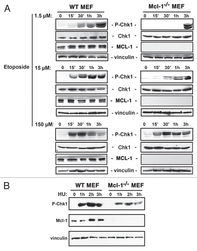 Figure 1 Mcl-1-/- MEFs display a delay in Chk1 phosphorylation on Ser 345. (A) WT and Mcl-1-/- MEFs were either left untreated (0) or treated with 1.5 µM etoposide (top part) for 15, 30 min, 1 h or 3 h and cytoplasmic extracts immunoblotted for phospho-Ser345 Chk1, unphosphorylated Chk1, MCL-1 or vinculin as a loading control. Middle and bottom parts: WT and Mcl-1-/- MEFs were treated with 15 and 150 µM of etoposide, respectively, for the same time periods as indicated for the top part. (B) WT and Mcl-1-/-MEFs were either left untreated (0) or treated with 0.2 mM hydroxyurea (HU) for 1, 2 or 3 h and cytoplasmic extracts were prepared. The blot was probed for phospho-Ser345 Chk1, MCL-1 or vinculin as a loading control.