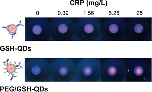 Figure 3 Comparative detection of CRP using QDs labeling conjugates prepared from GSH-QDs and PEG/GSH-QDs conjugates.Note: 5 µL of standard CRP sample in serum added to 200 µL of 20 nM QD conjugates solution, then 120 µL aliquot was loaded into IFA pad.Abbreviations: QD, quantum dot; IFA, immunofiltration assay; CRP, C-reactive protein; GSH, glutathione; PEG, polyethylene glycol.