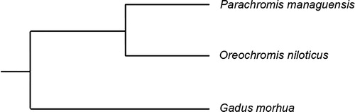 Figure 1. Phylogenetic tree used for Branch-Site Model analysis by CODEML in PAML package. The unrooted tree used in CODEML is [(Parachromis managuensis, Oreochromis niloticus) Gadus morhua].
