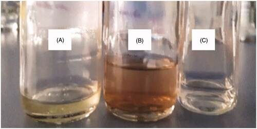 Figure 4. Green synthesis of ZnO NPs using B. haynesii (CDL3). (A) cell free supernatant without Zinc Sulphate solution (control 1), (B) cell free supernatant with zinc sulphate solution showing color change due to synthesis of NPs, (C) zinc sulphate solution without cell free supernatant (control 2).