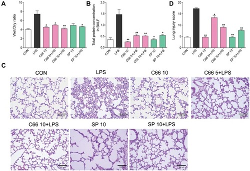 Figure 2 C66 and SP600125 protect mice from LPS-induced lung injury. Before LPS administration, mice underwent gavage once a day for 7 consecutive days of C66 (5 and 10 mg/kg) and SP600125 (10 mg/kg). After 6 hrs of LPS challenge, we euthanized mice and then took out the lung tissue and BALF. (A) Lung wet/dry ratio. (B) Total protein concentration in BALF. (C) Histopathological variations in lung tissues determined by H&E staining. (D) Lung injury score was ascertained. Columns represent the mean ± SEM of four to six separate animals. *P < 0.05, **P < 0.01, vs LPS group.