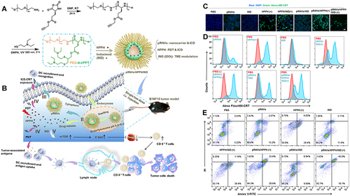 Figure 6 Preparation and mechanism of pRNVs/HPPH/IND. (A) Construction of pH-Responsive Nanovesicles (pRNVs/HPPH/IND) via Co-assembly of HPPH, IND, and pH-Responsive Polypeptide. (B) Single low dose i.v. Injection of pRNVs/HPPH/IND to promote host immunity and induce tumor cell death. CRT release from B16F10 cells after 24 h incubation analyzed with CLSM (C) and flow cytometry (D) Scale bar: 40 µm. (E) Apoptosis in B16F10 cells induced by different formulation via flow cytometry Symbol (+) denotes laser irradiation at 671 nm (100 mW/cm2, 1 min). Reprinted from Yang W, Zhang F, Deng H, et al. Smart Nanovesicle-Mediated Immunogenic Cell Death through Tumor Microenvironment Modulation for Effective Photodynamic Immunotherapy. ACS Nano. 2020;14(1):620–631. Copyright © 2020, American Chemical Society.Citation104