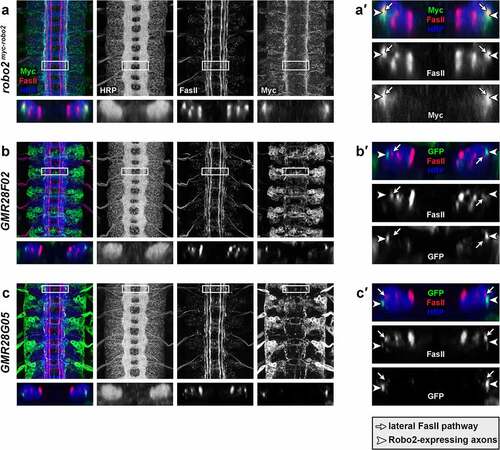 Figure 23. Lateral longitudinal axons labelled by GMR28F02 and GMR28G05 are distinct from FasII-positive lateral axon pathways.