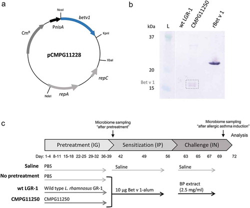 Figure 1. (ab) Production of Bet v 1 by the L. rhamnosus GR-1-derived strain CMPG11250 using the NICE expression system. (a) Map of the pCMPG11228 plasmid, a pMEC45 derivative carrying the betv1 gene under the control of the lactococcal inducible nisA promoter (PnisA). The lactococcal pSH71 replicon genes repA and repC and the chloramphenicol resistance cassette (CmR) are indicated. (b) Western blot analysis of Bet v 1 production (dotted rectangle) in the whole-cell protein fraction of nisin-induced CMPG11250. Whole cell protein fraction of wild-type L. rhamnosus GR-1 (wt LGR-1) is depicted for comparison. The L lane represents part of the Precision Plus Protein Kaleidoscope 10–250 kDa protein size ladder. Lanes between the L lane and the wt LGR-1 lane have been removed. rBet v 1 represents purified recombinant His-tagged Bet v 1 used as control. (c) Protocol for testing the effects of intragastric pretreatment with wild-type L. rhamnosus GR-1 (wt LGR-1), or recombinant CMPG11250, on allergic asthma. IG: intragastric instillations; IP: intraperitoneal injections; IN: intranasal instillations; Bet v 1-alum: rBet v 1 with aluminum hydroxide; BP: birch pollen; Microbiome sampling: time points of feces collection for microbiome analysis.