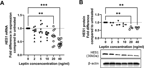Figure 4. HES1 expression following leptin treatment of chondrocytes. Chondrocytes were treated with leptin at concentrations of 2, 5, 10, 20 or 40 ng/ml for 24 h before measurement of A HES1 RNA levels by RT-Qpcr (n = 8) and B HES1 protein levels by western blotting (n = 3). Western blot shown is representative of results for all patients. Statistically significant differences between treated groups and untreated controls are shown on each graph as * (P < 0.05), ** (P < 0.01) or *** (P < 0.001)..