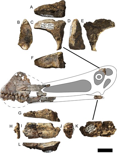 FIGURE 4. Ferrodraco lentoni holotype skull AODF 876 (modified from Pentland et al., Citation2019). A–F, left frontal in A, dorsal; B, anterior; C, lateral; D, posterior; E, medial; and F, ventral views. G–L, left mandibular articular region in G, dorsal; H, anterior; I, lateral; J, posterior; K, medial; and L, ventral views. All photographs taken by A.H.P. Scale bar equals 20 mm.