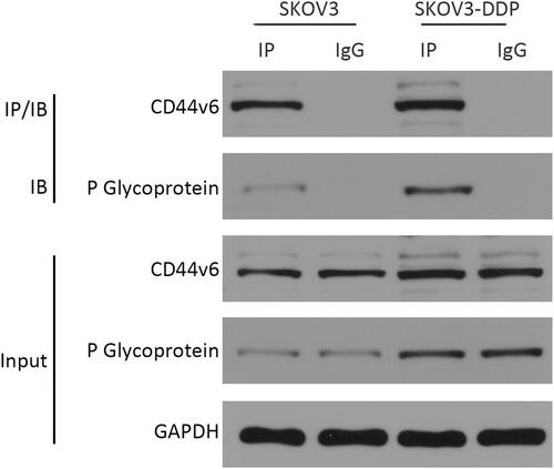 Figure 8 Co-immunoprecipitation method detected the interaction between CD44v6 and P-gp.