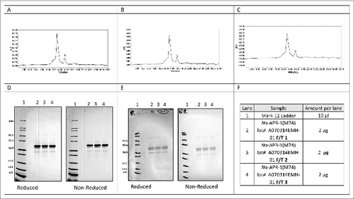 Figure 10. Freeze Thaw studies of Na-APR-1 (M74). A-C: Analytical HPLC SEC of Na-APR-1 (M74) after 3 (A, B, C) F/T cycles and reduced and non-reduced SDS-PAGE analysis followed by Coomassie Blue staining of the samples after 3 F/T cycles (D, Lane 2, and 4, respectively). Reduced and non-reduced western-blot analysis of the samples after 3 F/T cycles (E, lane 2 and 4, respectively), following the SDS-PAGE and western blot loading scheme defined in (E).