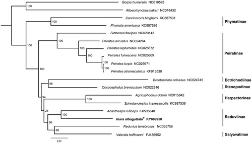 Figure 1. Phylogenetic tree inferred from ML analysis of the nucleotide of the 13 protein-coding genes and two rRNA genes (12,697 bp). The nodal values indicate the bootstrap percentages obtained with 1000 replicates. GenBank accession numbers for the sequences are indicated next to species name. Mitogenome newly sequenced in the present study is highlighted by the asterisk.