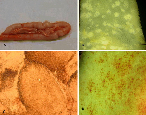 Figure 4.  4a: Unopened duodenum of bird infected with 106 sporulated oocysts of E. acervulina (Houghton) showing wrinkled appearance. 4b: Jejunal mucosa under saline of bird infected with 0.25×106 sporulated oocysts of E. acervulina (Houghton) showing rounded lesions. 4c: Smear of duodenal mucosa of bird infected with 106 sporulated oocysts of E. acervulina (Houghton), showing villi containing oocysts (o). 4d: Muscularis mucosae of the duodenum, under saline, of bird infected with 106 sporulated oocysts of E. acervulina (Houghton), showing inflammation, and “ghosts” of the coria of the stripped-off villi.