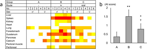 Figure 1. The degree of amyloid deposition in experiment 1. (a) The degree of amyloid deposition is represented as: 4, red; 3, orange; 2, orange-yellow; 1, yellow; 0, white. (b) Mean AI scores of each group. The bars and error bars indicate the mean scores and standard deviation, respectively. *P < 0.05, **P < 0.01 vs. group A, †P < 0.05 vs. group B, by Mann–Whitney U test. Color online.