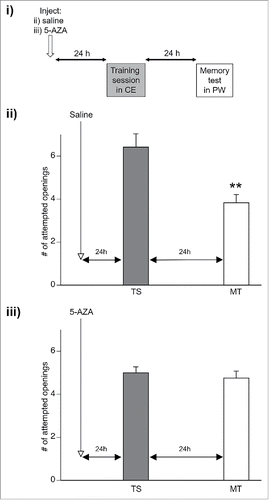 Figure 2. Memory is no longer enhanced by crayfish effluent 24 hours after 5-AZA injection. i) Either saline (ii) or 5-AZA (iii) was injected 24 hours before Lymnaea were operantly conditioned in crayfish effluent (TS; gray bar on graphs). Memory was assessed 24 hours after the TS in normal pond water (PW) ii) Memory was enhanced in animals injected with saline and trained in crayfish effluent (CE). (**p < 0.01 relative to the TS) iii) Animals injected with the DNA methylation inhibitor 5-AZA no longer demonstrated enhanced memory persistence when trained in CE.
