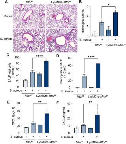 Figure 6 Specific knockout of Mtor in mouse myeloid cells exacerbates S. aureus pneumonia. Mtorf/f and LysMCre-Mtorf/f mice were exposed to S. aureus i.t. to establish a pneumonia model; The control group was treated with saline. (A and B) Representative histological pictures (A) and semi-quantified score (B) of H&E staining of mouse lungs, Scale bar: 200 µm; (C and D) Amounts of total cells (C) and neutrophils (D) in BALF; (E and F) chemokines in BALF, (E) CXCL1 protein; (F) CXCL2 protein. Data in panels represented 3–5 mice for each group and were replicated in three independent experiments. Data expressed as mean ± SD in each group. Mtorf/f, Mtorflox/flox; LysMCre, lysozyme M-Cre; S. aureus, Staphylococcus aureus; BALF, bronchoalveolar lavage fluid; CXCL1, C-X-C motif chemokine ligand 1; CXCL2, C-X-C motif chemokine ligand 2; + or -, with or without S. aureus infection; * p < 0.05, ** p < 0.01, ****p < 0.0001.