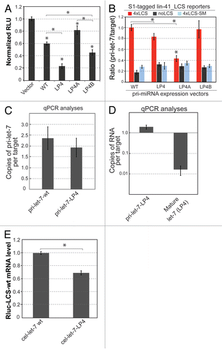 Figure 3 The activities of cel-let-7_LP4 and loop mutants in target repression correlate with the formation of specific pri-let-7 RNAs and target complexes. (A) Repression of luciferase reporter expression by cel-let-7_LP4 and loop mutants. Representative results of at least six independent trials (± S.D.) are shown (*, p<0.0001 except as indicated). (B) Formation of pri-let-7 RNAs and target complexes predicts the activity of cel-let-7 and loop mutants in target repression. Lin-41_LCS reporter mRNAs were tagged with S1 aptamers and used to pull-down associated pri-let-7 RNA. S1-tagged reporter mRNAs with the Lin41-LCS_sm UTR or without the Lin41-LCS UTR were used as negative controls. The ratios of wild-type to mutant pri-let-7 RNA and corresponding S1-tagged target RNAs with or without the wild-type lin-41-LCS UTR or with a seed mutant lin-41-LCS UTR in the pull-down RNA samples were determined by using qPCR analyses (n=4, ±S.D., *, p< 0.001). (C & D) Standard curve-based qPCR was carried out to determine the average copy numbers of (C) pri-let-7 and (D) mature let-7 per target in the pull-down samples (n=4, ±S.D.). (E) The effects of cel-let-7-wt and cel-let-7-LP4 expression on the levels of target mRNA were determined by qPCR analyses (n=4, ±S.D., *, p< 0.001).