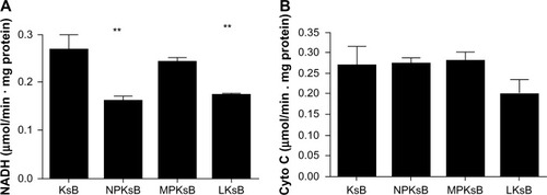 Figure 8 Effect of SiO2 particles on mitochondrial respiratory chain complexes I (A) and IV (B) in BRL cells after coculture.Notes: BRL cells were incubated with the cell-free supernatant of KsB or Kupffer cells stimulated with SiO2 particles (NPKsB, MPKsB, 2.0 mg/mL) or lipopolysaccharide 1 μg/mL for 24 hours. The data are presented as the mean ± standard deviation of three independent experiments performed in triplicate. **P<0.01 compared with KsB.Abbreviations: KsB, BRL cells treated with the supernatant from the untreated Kupffer cells; LKsB, BRL cells treated with the supernatant from the lipopolysaccharide-treated Kupffer cells; NPKsB, BRL cells treated with the supernatant from the SiO2 NP-treated Kupffer cells; MPKsB, BRL cells treated with the supernatant from the micrometer SiO2 particle-treated Kupffer cells; BRL, buffalo rat liver; NADH, nicotinamide adenine dinucleotide; Cyto C, cytochrome C.