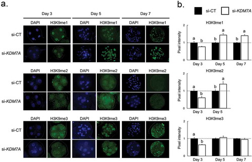 Figure 3. mmunofluorescence staining for H3K9me1, me2 and me3 on day 3, 5 and 7 PA-derived embryos injected with si-CT or si-KDM7A. (a) Representative pictures of H3K9me1, me2 and me3 staining in si-CT and si-KDM7A embryos. (b) Quantification of the pixel intensity for H3K9me1, me2 and me3 in si-CT (black bars) and si-KDM7A (white bars). Results are presented as means ± SEM, and P < 0.05 was considered statistically significant. Different letters indicate statistical significance between groups on the same day. Values were corrected to 1 (dashed line) for si-CT groups and results are shown as relative differences between groups. Three independent replicates were performed and 10–15 embryos per group were used for quantification of pixel intensities.