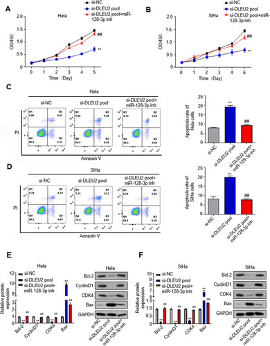 Figure 5 DLEU2 knockdown-inhibited cervical cancer is dependent on targeting miR-128-3p. MiR-128-3p inhibitor (inh) is utilized in the si-DLEU2 pool cells. (A) CCK8 assay in HeLa cells. (B) CCK8 assay in SiHa cells. (C) Apoptosis of DUEU2-knocked down Hela cells after treatment with miR-128-3p inhibitor. (D) Apoptosis of DUEU2-knocked down SiHa cells after treatment with miR-128-3p inhibitor. (E) The expression of cell cycle hallmarks was analyzed by qPCR and Western blot in Hela cells after treatment with miR-128-3p inhibitor. (F) The expression of cell cycle hallmarks was analyzed by qPCR and Western blot in SiHa cells after treatment with miR-128-3p inhibitor. GAPDH was used as an internal standard. **p<0.01 (siNC vs si-DLEU2 pool), ##p<0.01 (si-DLEU2 pool vs si-DLEU2 pool+miR-128-3p inh).