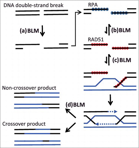 Figure 1. BLM promotes (a) initial ‘resection’ of DNA double-strand breaks during homologous recombination (HR), but, (b) as reinforced by recent data, also destabilizes RAD51 at resected DNA breaks. This inhibitory effect of BLM may help ensure recombination only takes place between highly-homologous sequences. BLM also acts to (c) disassemble ‘D-loops’ formed after pairing of homologous sequences, and (d) in ‘dissolution’ of HR intermediates.