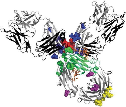 Figure 1. Primary structural differences between γ4 and γ1 heavy chains. (a) Three dimensional structure of pembrolizumab highlighting the amino-acid differences between γ4 and γ1 heavy chains: pembrolizumab differs from wild-type IgG4 by one amino-acid at position 228 in the hinge region, a proline replacing a serine residue (S228P, shown in pink but masked in part by other residues). The rotated CH2 of pembrolizumab is shown in green cartoon. The two glycans are indicated in orange, showing the external exposition of the glycan from the rotated domain. IgG4 presents two isoallotypes (single nucleotide polymorphisms in the IGHG4 gene),Citation15 at position 309 in CH2 with either a leucine or a valine, and at position 409 in the CH3 with either an arginine or a lysine, shown in purple spheres. The positions which have different amino-acid between γ4 and γ1 heavy chains are shown in blue sphere for CH1 (131; 133; 137; 138; 196; 199; 203; 214), in red spheres for hinge region (217; 219; 220; 224; 225; 228), in green spheres for CH2 (234; 268; 274; 296; 327; 330; 331), and in yellow spheres for CH3 (355; 356; 358; 409; 419; 445). All of these residues were superimposed on the pembrolizumab structure (PDB: 5DK3Citation16) using PyMOL Molecular Graphics System, version 1.7.4 (Schrödinger). (b) Amino-acid sequence comparison between γ1 and γ4 hinge regions. Nucleotide and amino-acid differences in γ4 compared to γ1 are shown in red. Cysteines indicating disulfide bridges are shown in bold. The nucleotide alignment has enabled us to number amino acids at positions Y219 and G220, which were not numbered in the original Eu numbering. γ4 hinge region differ by 6 amino-acids from γ1 hinge region. The γ4 hinge has a three amino-acid deletions (shown in gray), with only two disulfide bridges, while γ1 has three. The missing one, C220 bridges the light chain to the γ1 heavy chain; in IgG4, this inter-chain bridge involves C131 in the CH1.Citation17,Citation18.