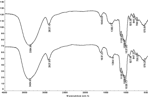 FIGURE 2 FTIR spectrum of 62−α-maltotriosyl-maltotriose.