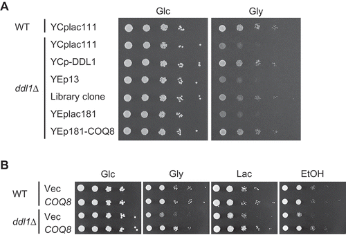 Figure 1. Suppression of the defect in respiratory growth of the ddl1∆ strain by overexpression of COQ8.(A) The wild-type W303-1A strain (WT) harboring YCplac111 and the ddl1∆ strain harboring YCplac111, YCplac111-DDL1 (YCp-DDL1), YEp13, the clone obtained from the screening (Library clone), YEplac181, or YEp181-COQ8 were cultured in the SD medium to logarithmic phase and spotted onto the SD (Glc) or SGly (Gly) medium in 10-fold serial dilutions. Strains were cultured for 2 days on the SD medium or 3 days on SGly medium. (B) The wild-type W303-1A strain (WT) and the ddl1∆ strain harboring YEplac181 (Vec) or YEp181-COQ8 (COQ8) were cultured in the SD medium to logarithmic phase and spotted onto the SD (Glc), SGly (Gly), SLac (Lac), or SE (EtOH) medium in 10-fold serial dilutions. Strains were cultured for 2 days on the SD medium, 3 days on the SGly medium, 5 days on the SLac medium, or 4 days on the SE medium.