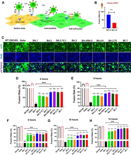 Figure 1. Decreased fusogenicity of Omicron subvariants. (a), Schematic representation of SARS-CoV-2 S-mediated cell-cell fusion. (b), Fusion rate mediated by WT and Omicron-BA.1 S proteins on HeLa cells expressing human-ACE2 after coculture for 10 h. (c), Representative images of S protein-mediated cell-cell fusion between 293T/WT(D614G)-S, Delta-S, BA.1-S, BA.2-S, BA.2.12.1-S, BA.3-S, BA.4/BA.5-S, BA.4.6-S, BA.2.75-S or BF.7-S /EGFP cells (effector cells) and Caco2 cells (target cells) after coculture for 12 hrs. Scale bar = 400 µm. (d-h), Fusion rate mediated by WT(D614G)-S, Delta-S, BA.1-S, BA.2-S, BA.2.12.1-S, BA.3-S, BA.4/BA.5-S, BA.4.6-S, BA.2.75-S and BF.7-S proteins on Caco2 cells after coculture for 4 (d), 6 (e), 8 (f), 10 (g) and 12 (h) hours. Samples were tested in triplicate, and the experiment was repeated once. Data from a representative experiment are presented in mean ± SD. Asterisks indicate significant differences (***P < 0.001).