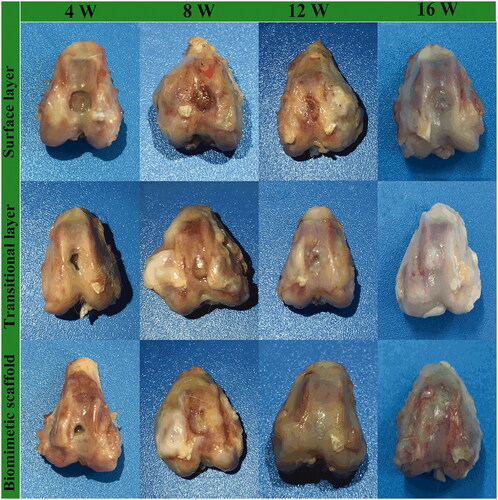 Figure 6. Gross observation on the knee joints of rabbits at different time points. The surface layer group, transitional layer group and biomimetic scaffold group were observed at 4, 8, 12 and 16 weeks after operation respectively.