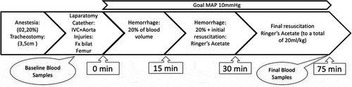 Figure 1. Timeline of the experimental traumatic hemorrhage model. Minute 0 simulates time of injury; the initial 15-min period simulates the time after trauma, waiting for transport, the second 15-min period simulates prehospital resuscitation during transportation, and the last 45 min simulates the initial treatment at the hospital with resuscitation.