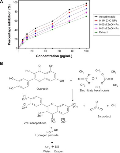 Figure 8 H2O2 free radical scavenging activity of the biosynthesized ZnO NPs.Notes: (A) H2O2 free radical scavenging activity of the biosynthesized ZnO NPs. (B) Predicted mechanism of ZnO NPs formation and its H2O2 free radical scavenging activity.Abbreviation: ZnO NPs, zinc oxide nanoparticles.