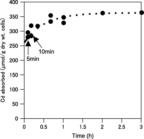 Fig. 4. Time course of cadmium absorption from the cadmium nitrate solution by A. nicotianae IAM12342 cells.Cells were assayed with the batch system described in the methods. Dotted line indicates the time dependence of cadmium absorption (μmol Cd/g dry wt. cells), calculated with the Langmuir’s isotherm.