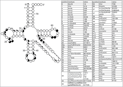 Figure 5. Modification profile for tRNA sequences from cytosol of eukaryotic single cell organisms, Fungi and Metazoa (173 sequences from 22 species). For the description of the tables and cloverleaf content see the legend for Figure 3. The numbering of the residues is presented in Figure 1. According to the original work xG37 in 2 R. norvegicus tRNALeu was converted to m1G by treatment with alkali.Citation60 The list of species from which the analyzed tRNA sequences originate is provided in Supplementary Table.1.