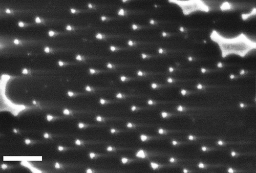 Figure 3. FESEM image of an array of Au/Ti particles formed by evaporating the metals through holes in a hexagonally packed 240 nm nanosphere mask. Particle shadow is formed by the FESEM detector position and is not inherent to the sample. Scale bar = 250 nm.