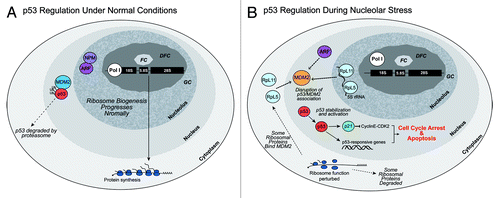 Figure 2. Regulation of p53 during normal and nucleolar stress conditions. (A) During normal, non-stressed conditions, the E3 ubiquitin ligase MDM2 associates with p53, promoting p53’s degradation.Citation66 Nucleophosmin (NPM) and ARF are located in the nucleolus.Citation78 (B) During nucleolar stress, normal ribosome biogenesis and function are perturbed. The association between MDM2 and p53 is disrupted; additional proteins such as ribosomal proteins (RpL5, RpL11) with the 5S rRNACitation115,Citation116 and Arf can associate with MDM2.Citation69 p53 is stabilized and activates the cell cycle inhibitor p21 and other p53-responsive genes. These events lead to cell cycle arrest and apoptosis.