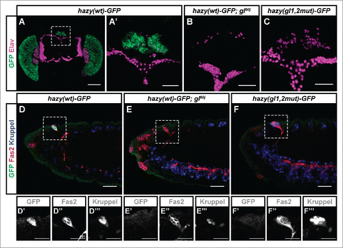 Figure 1. Expression analysis of the hazy(wt)-GFP reporter in the ocelli and Bolwig's organ PRs. (A-C) In the case of the ocelli, these are 3 visual organs located dorsally on the head of adult flies (A). Samples were stained with antibodies against GFP (green), and Elav (used as a neuronal marker, magenta). The hazy(wt)-GFP reporter was expressed in the ocelli in wild-type (A, A'), but not glass mutant background (B). A hazy(gl1,2mut)-GFP reporter in which the 2 Glass binding sites were mutated was not expressed in the ocelli (C). (D-F) In the case of the Bolwig's organ, this is a larval eye that develops from the optic placode during embryogenesis. Stage 14 embryos were stained with antibodies against GFP (green), Fas2 (red) and Kruppel (blue). At this stage, the developing Bolwig's organ is located dorsally, still in contact with the surface, and can be identified both because of its position and the co-expression of Fas2 and Kruppel.,Citation17,20,Citation36 Similar to the ocelli, the hazy(wt)-GFP reporter was expressed in the Bolwig's organ in wild-type (D), but not glass mutant background (E). Also, hazy(gl1,2mut)-GFP was not expressed in the Bolwig's organ (F). For each image, the 3 channels from a close-up of the Bolwig's organ were separated and are shown below in grayscale (D′-F‴). Scale bars represent 20 μm in D′-F‴; 30 μm in A′, B-F; and 100 μm in A.