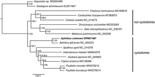 Figure 3. Phylogenetic relationships among subfamilies of Braconidae inferred from Bayesian and maximum-likelihood methods based on nucleotide sequences of 13 protein-coding genes. Values on the nodes represent the Bayesian posterior probabilities (left) and maximum-likelihood bootstrap support (right). * represents the newly sequenced mitochondrion genome in the present study. The following sequences were used to infer the tree: Hyposoter sp. MG923499 (Tang et al. Citation2018), Diadegma semiclausum EU871947 (Wei et al. Citation2009), Chelonus formosanus MZ169618, Cardiochiles fuscipennis KF385870, Cotesia vestalis NC_014272 (Wei et al. Citation2010), Dinocampus coccinellae MG253265, Zele chlorophthalmus NC_039181, Meteorus pulchricornis NC_053259 (Park et al. Citation2019), Aphidius colemani OP661166, Aphidius gifuensis NC_054223 (Feng et al. Citation2020), Spathius agrili NC_014278 (Wei et al. Citation2010), Habrobracon hebetor MN842279 (Huang et al. Citation2020), Asobara japonica NC_045903 (Zhang et al. Citation2020), Fopius arisanus MZ128286, Psyttalia concolor MW279212 (Powell et al. Citation2020), Psyttalia lounsburyi MW279214 (Powell et al. Citation2020).