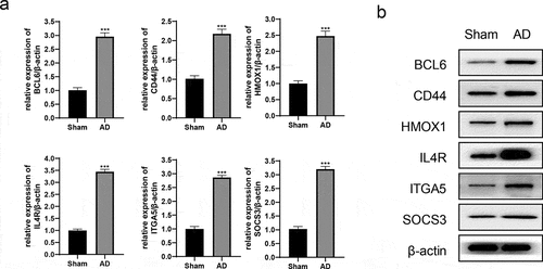 Figure 10. The expression of hub genes in AD rats. (a) The relative expression levels of hub genes/β-actin were detected by qRT-PCR. (b) The protein expression of hub genes was detected by western blot. ***P < 0.001