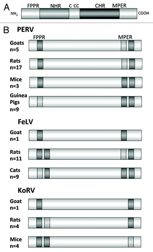 Figure 4. (A) Schematic presentation of the ectodomain of p15E and (B) localization of the epitopes recognized by sera induced by immunisation with the ectodomain of the TM protein of three gammaretroviruses, PERV, FeLV and KoRV in different species. FPPR — fusion peptide proximal region, MPER — membrane proximal external region. Epitopes strongly recognized by sera from all immunised animals are in dark gray, epitopes recognized less and only by sera from some immunised animals are in light gray. The number of sera analyzed by epitope mapping are indicated.