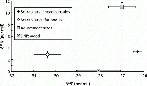Figure 19  Isotope data (mean±SEM) for Mumulaelaps ammochostos sp. n. and contextual material. Larval head capsule (n=7 samples) and fat body (n=7) data represent chitinaceous and lipid material respectively for Pericoptus truncatus. Drift wood samples (n=4) came from material supporting the P. truncatus; nitrogen content was too low for δ15N analysis, and is arbitrarily set to zero for display purposes. Mites were too small for individual analysis and so were analysed as four replicates of 3–7 pooled individuals.