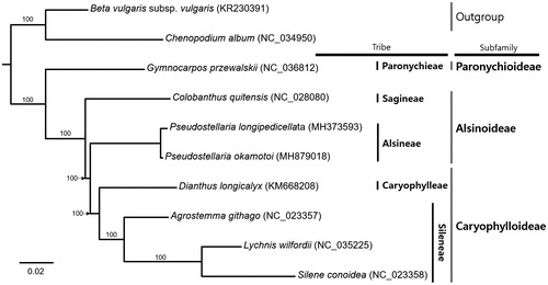 Figure 1. Maximum likelihood phylogenetic tree of Caryophyllaceae based on 10 complete chloroplast genomes. The numbers above branches indicate bootstrap support values.