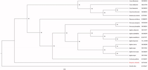 Figure 1. Phylogenetic relationships of Rhoiptelea chiliantha with other Juglandaceae species. The numbers represent the bootstrap values.
