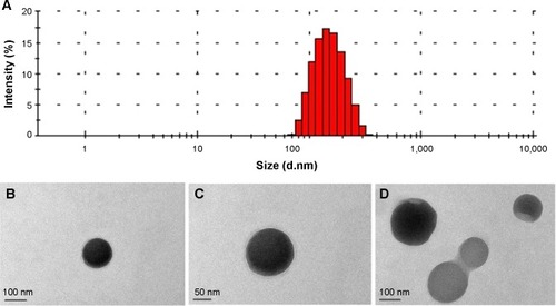 Figure 3 (A) Size distribution and (B–D) transmission electron microscopic images of group 3 CSO/H nanoparticles.Abbreviations: CSO, chitosan oligosaccharide; H, heparin.